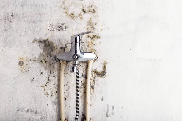Best Professional Mold Removal  in Meadow Lake, NM
