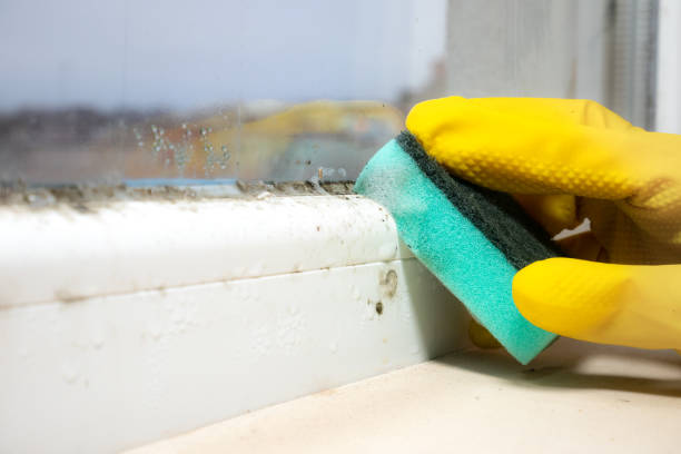 Best Mold Damage Repair  in Meadow Lake, NM