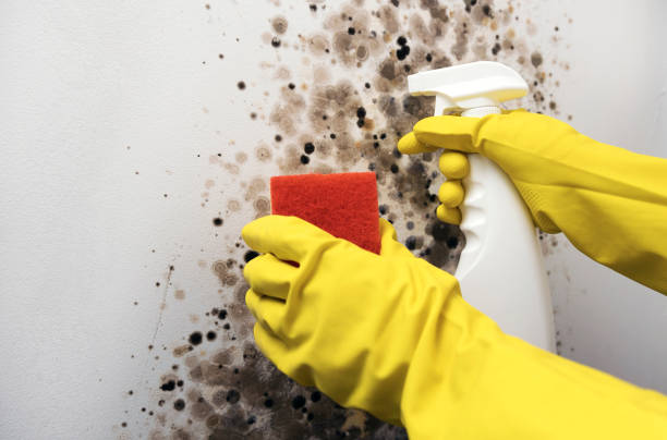Mold Removal Process in Meadow Lake, NM