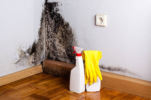 Best Mold Testing  in Meadow Lake, NM