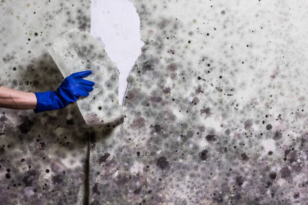 Mold Testing and Removal in Meadow Lake, NM