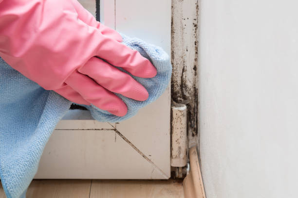 Professional Mold Removal in Meadow Lake, NM